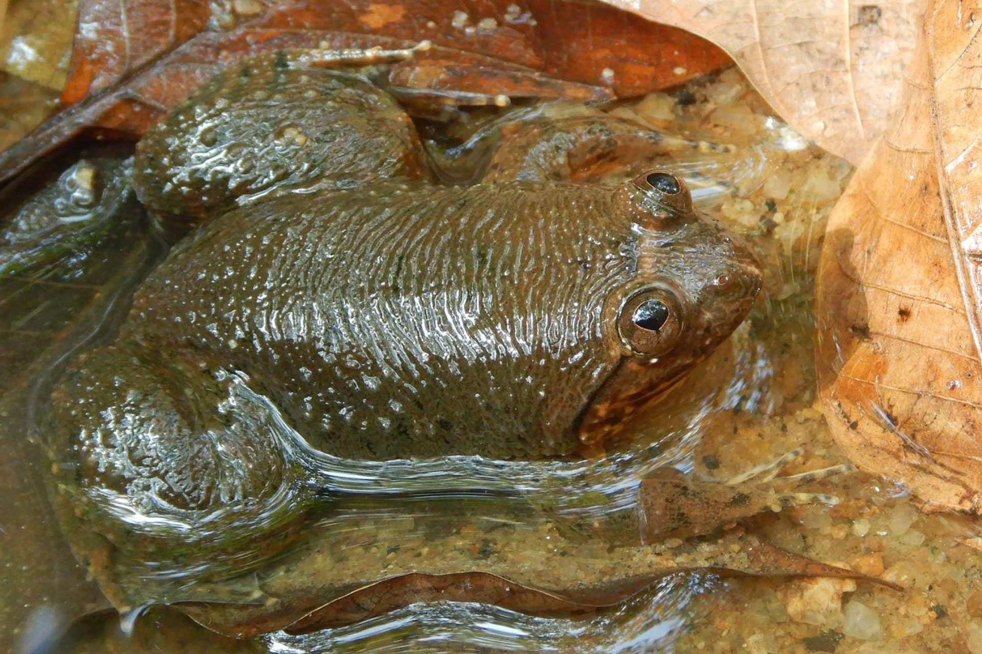 Corrugated Water Frog