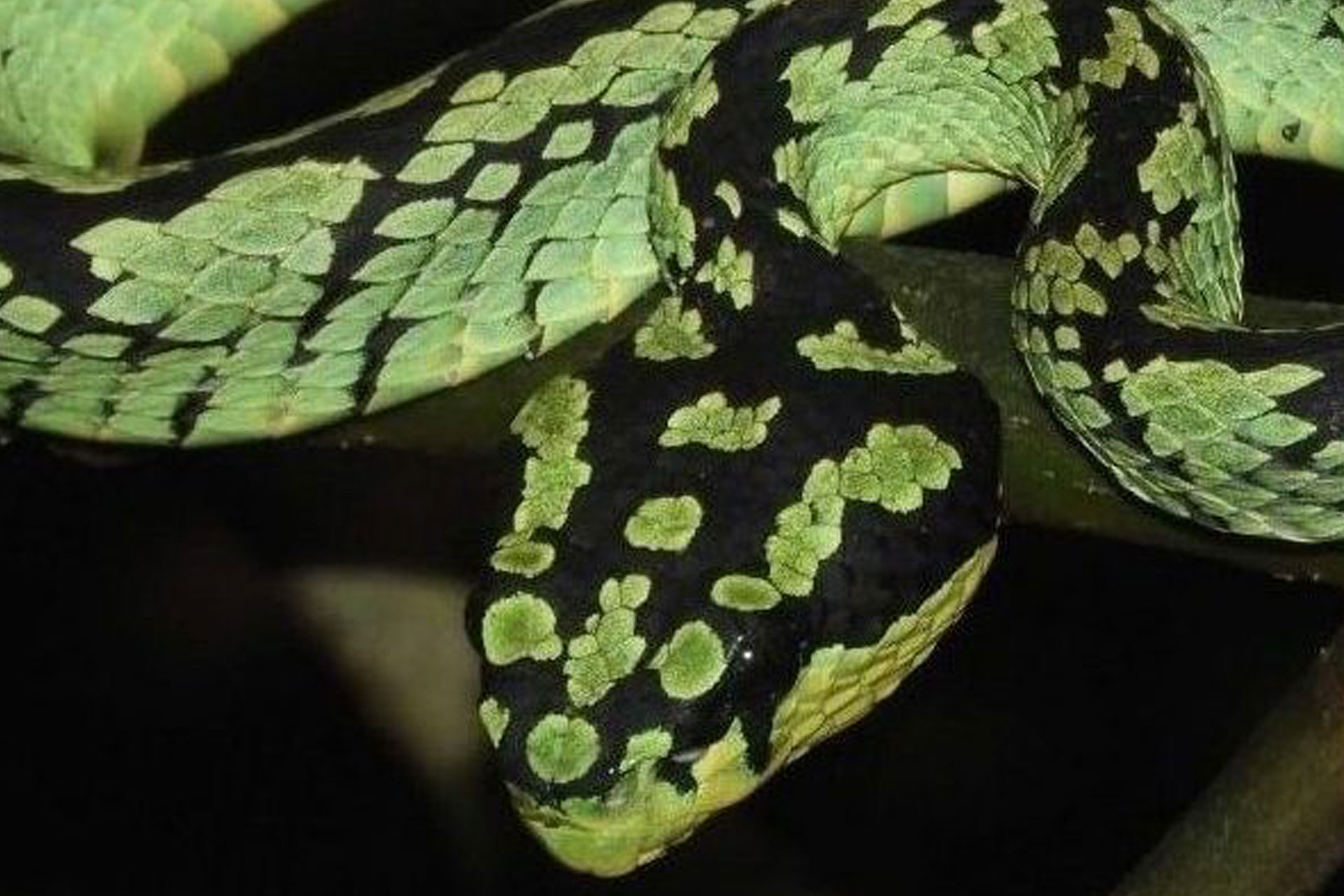 Green Pit Viper 