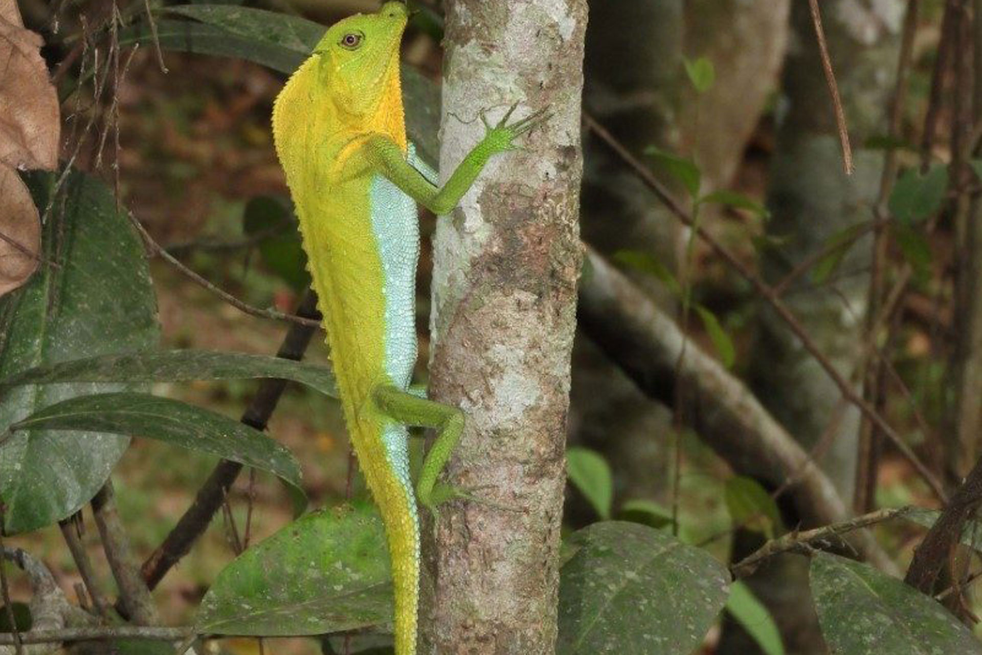 Hump Snouted Lizard