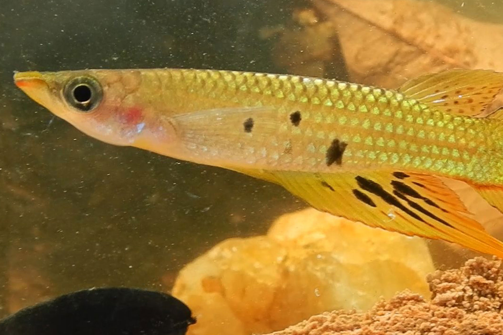 Day’s Killifish