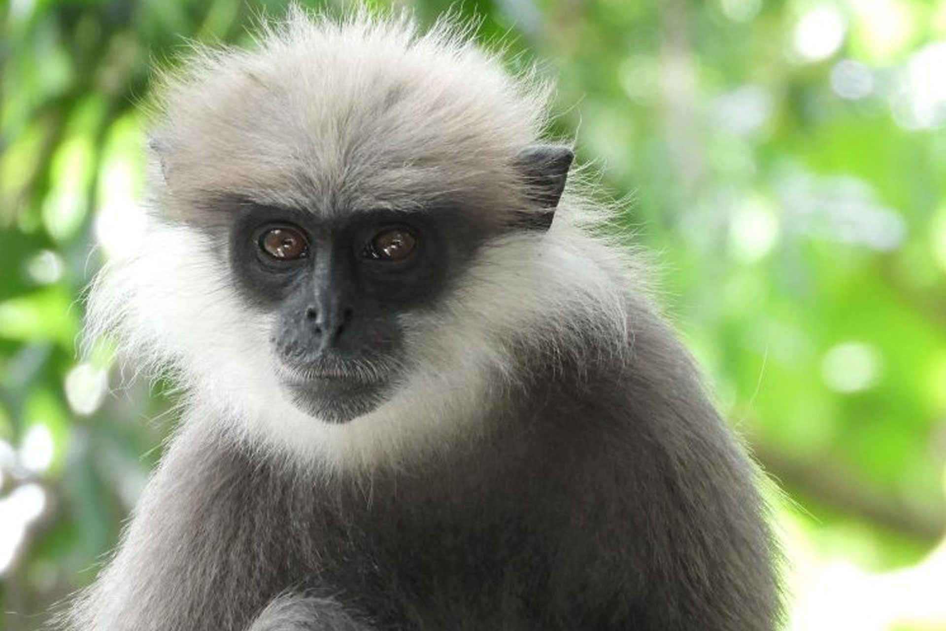 Purple-faced Langur