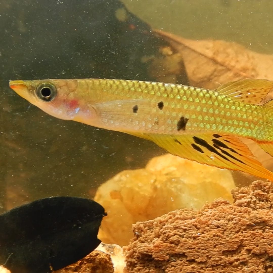 Day's Kililfish - Local Fish Species Found Near Ahas Gawwa Boutique Hotel