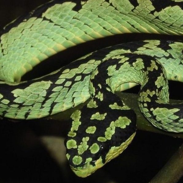 Green Pit Viper - Native Snake Species Often Found Near Ahas Gawwa Boutique Hotel