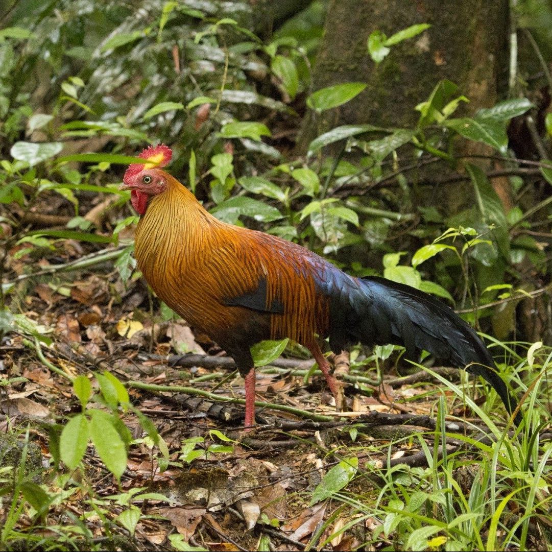 Sri Lanka Jungle Fowl - Indigenous Bird Species Spotted Near Ahas Gawwa Boutique Hotel